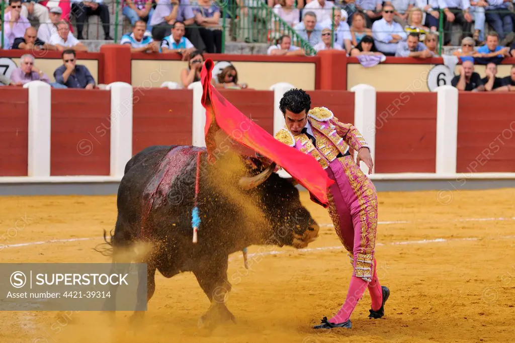 Bullfighting, Matador with muleta, fighting bull impaled with banderillas in bullring, 'Tercio de muerte' stage of bullfight, Spain, september