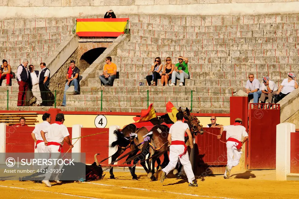 Bullfighting, mules dragging dead bull out of bullring, Spain, september