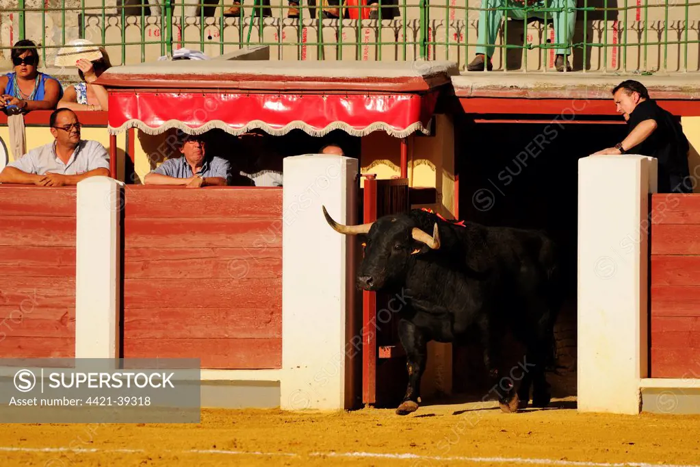 Bullfighting, bull entering bullring. Spain, september