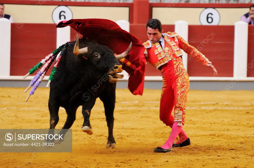 Bullfighting, Matador with muleta, fighting bull impaled with banderillas in bullring, 'Tercio de muerte' stage of bullfight, Spain, september