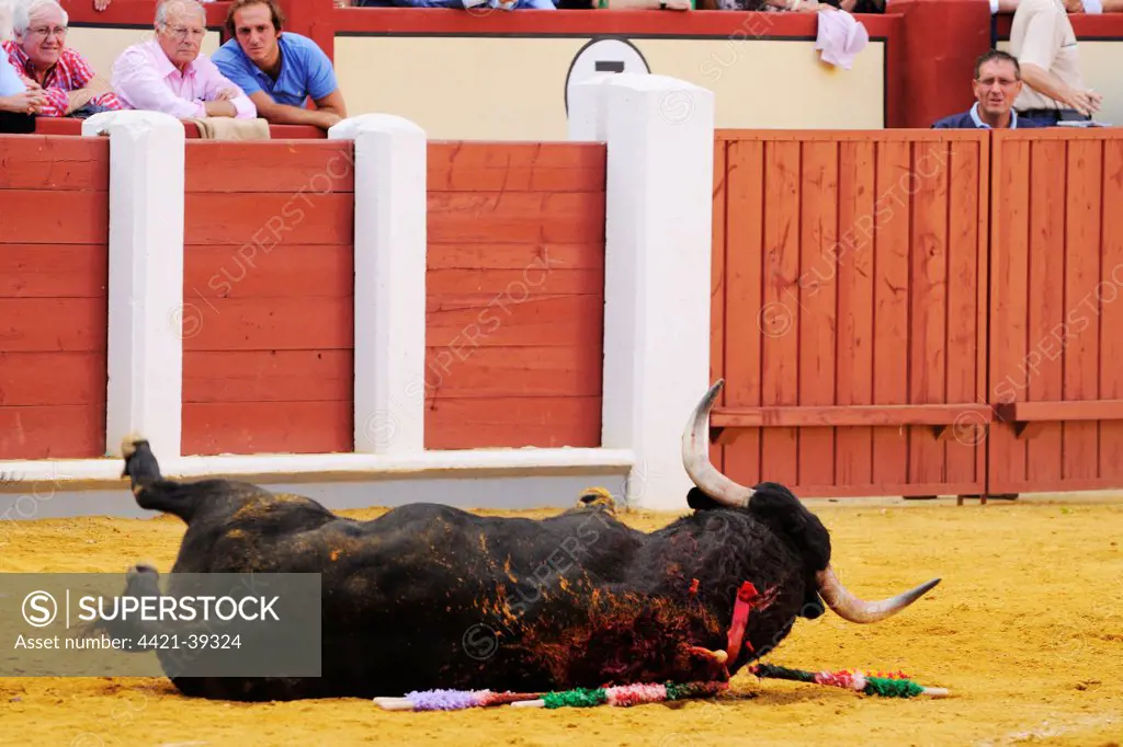 Bullfighting, bull dying after being impaled with sword in bullring, 'Tercio de muerte' stage of bullfight, Spain, september