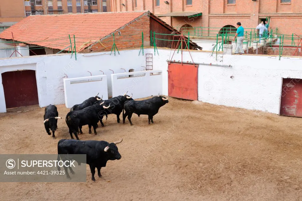 Bullfighting, six bulls, two for each matador of single corrida event, waiting to enter bullring, Spain, september