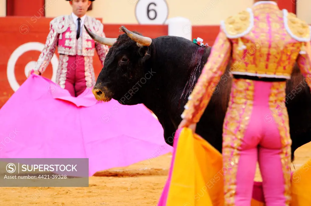 Bullfighting, Matadors with capes, fighting bull in first stage of fight, where bull is tested after entering bullring, 'Tercio de varas' stage of bullfight, Spain, september