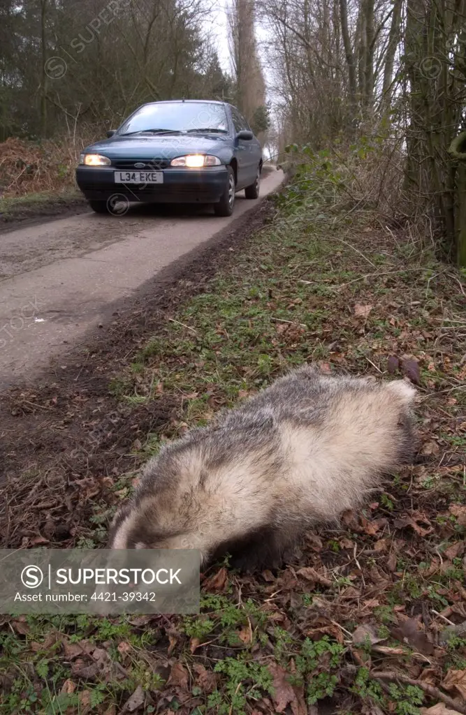 Eurasian Badger (Meles meles) pregnant adult female, dead, road casualty on country lane, Kent, England, february