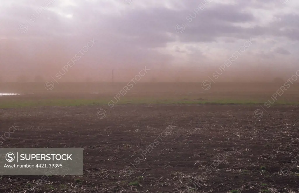 Soil blowout on uncultivated peat fen in drying high wind, Bardney, Nocton Fen, Lincolnshire, England, february
