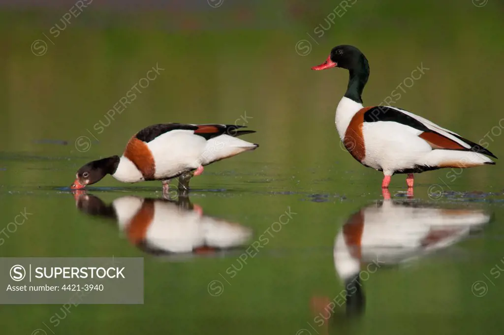 Common Shelduck (Tadorna tadorna) adult female and immature, foraging in shallow water, Norfolk, England, may