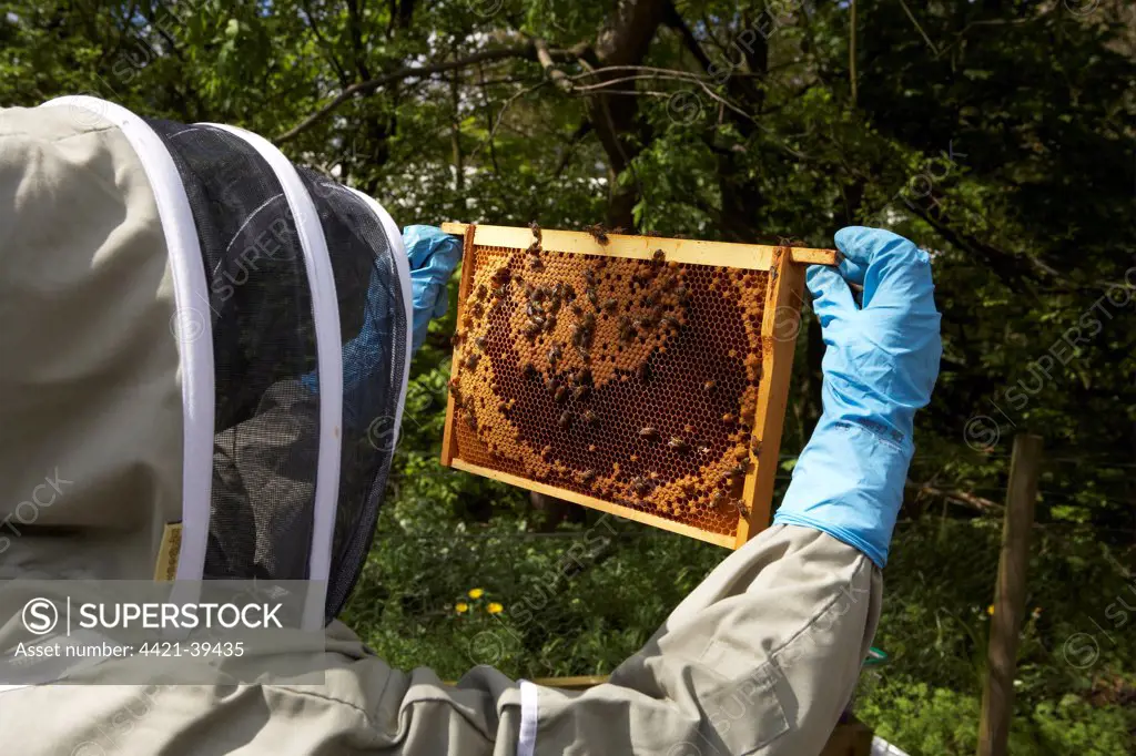 Bee keeping, beekeeper inspecting Western Honey Bee (Apis mellifera) frame with comb from hive, Shropshire, England