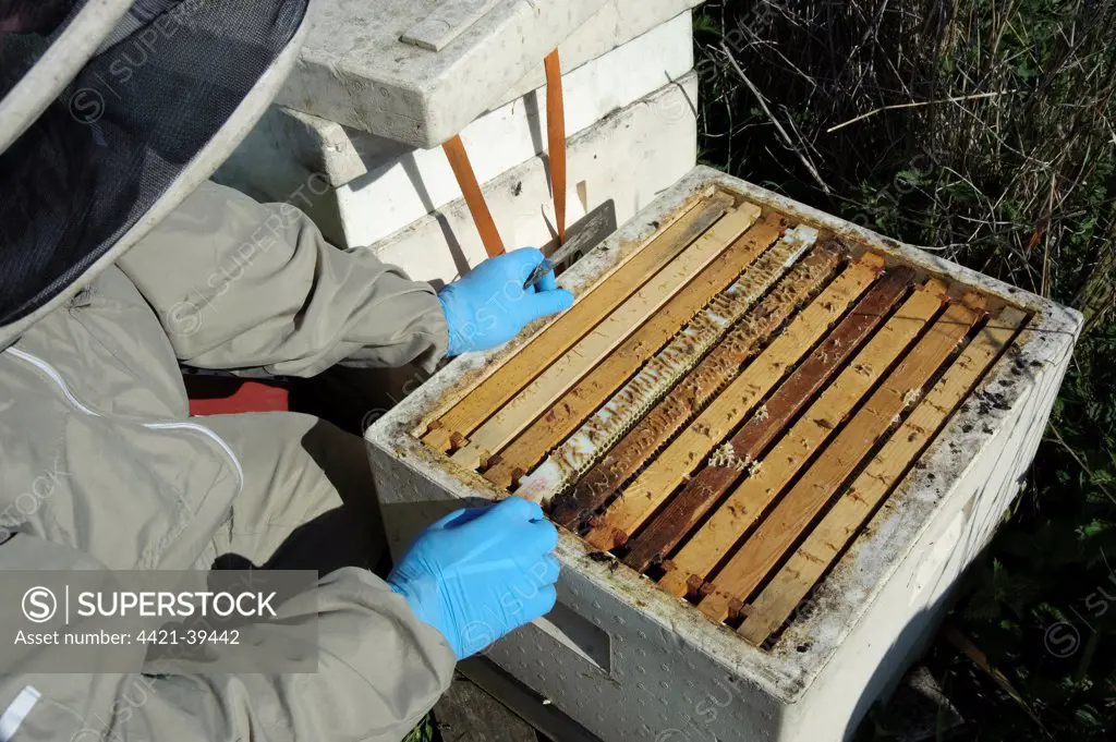 Beekeeper inspecting frame of Western Honey Bee (Apis mellifera) hive, in Oilseed Rape (Brassica napus) crop, Lancashire, England, may