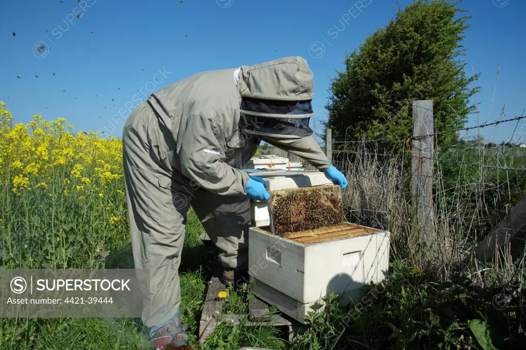 Beekeeper removing frame of Western Honey Bee (Apis mellifera) hive, in Oilseed Rape (Brassica napus) crop, Lancashire, England, may