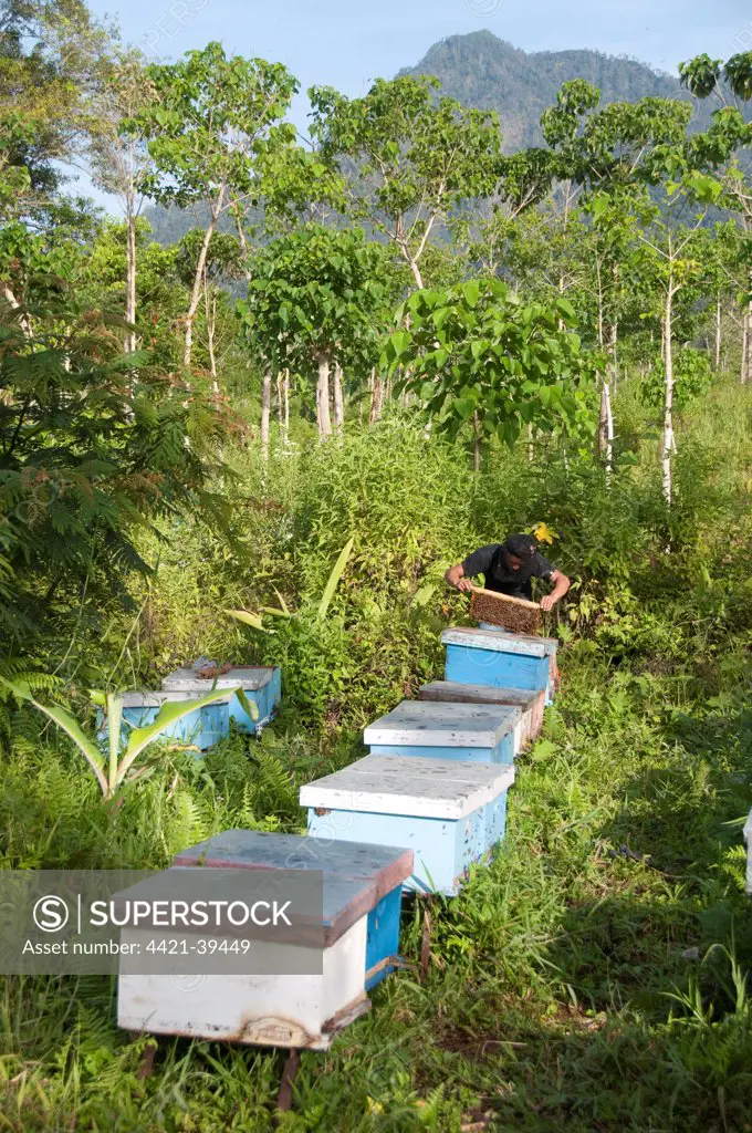 Bee keeping, local man harvesting honey from bee hives, on slopes of volcano, Mount Ijen, East Java, Indonesia