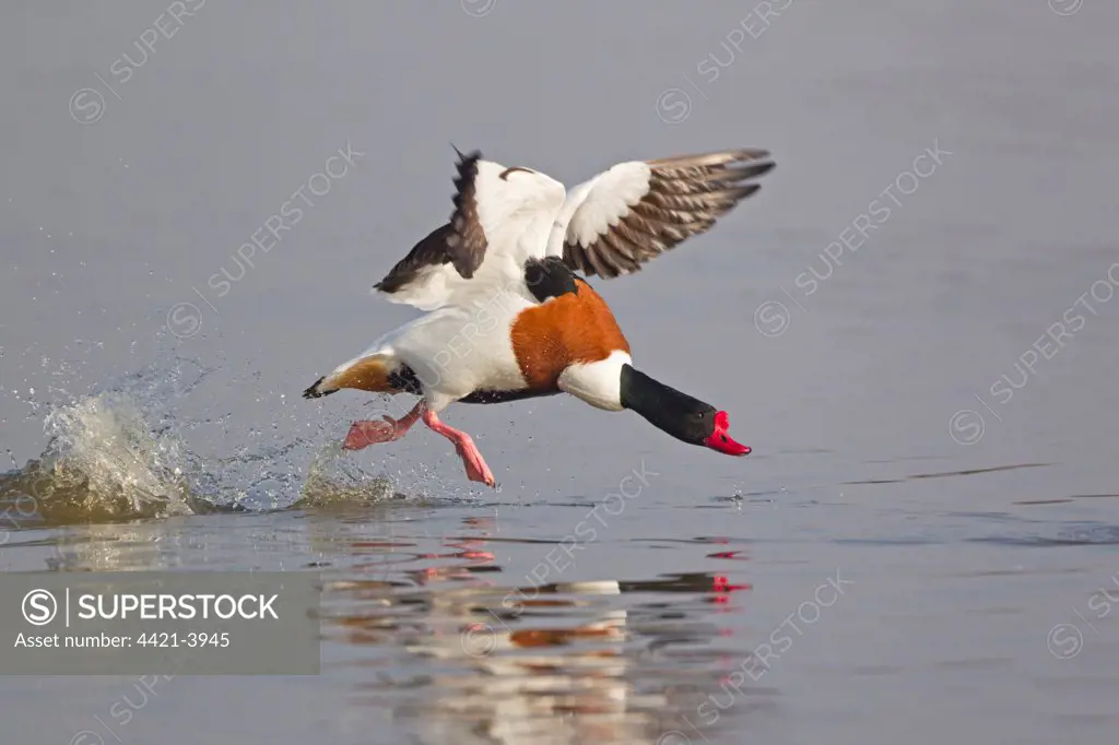 Common Shelduck (Tadorna tadorna) adult male, chasing rival, taking off from water, Slimbridge, Gloucestershire, England, march