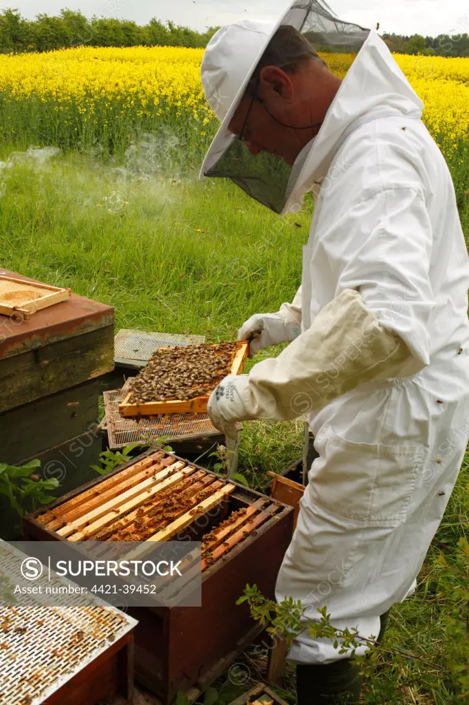 Professional beekeeping, beekeeper examining Western Honey Bee (Apis mellifera) hives for queen cells, at edge of flowering Oilseed Rape (Brassica napus) crop, Shropshire, England, may