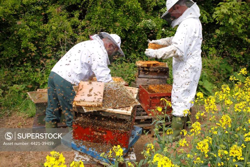 Professional beekeeping, beekeepers examining Western Honey Bee (Apis mellifera) hives for queen cells and adding new supers and combs, at edge of flowering Oilseed Rape (Brassica napus) crop, Shropshire, England, may