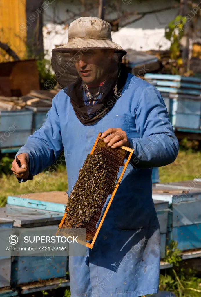Bee keeping, beekeeper examing frame, amongst hives in old Saxon village, Mesendorf, Transylvania, Romania, october