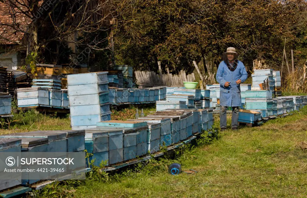 Bee keeping, beekeeper amongst hives in old Saxon village, Mesendorf, Transylvania, Romania, october