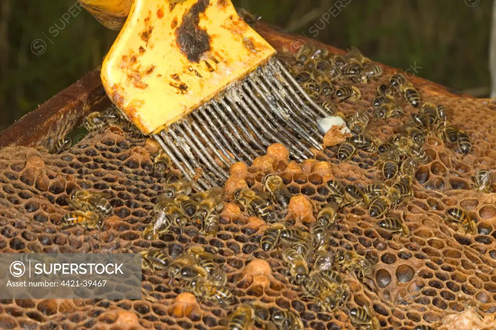 Bee keeping, beekeeper removing unwanted cells from frame, Norfolk, England, july