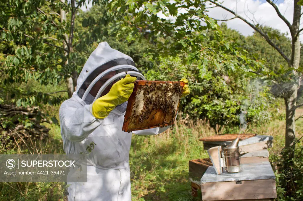 Bee keeping, beekeeper inspecting Western Honey Bee (Apis mellifera) workers, on frame from hive, with smoker in background, Suffolk, England, september