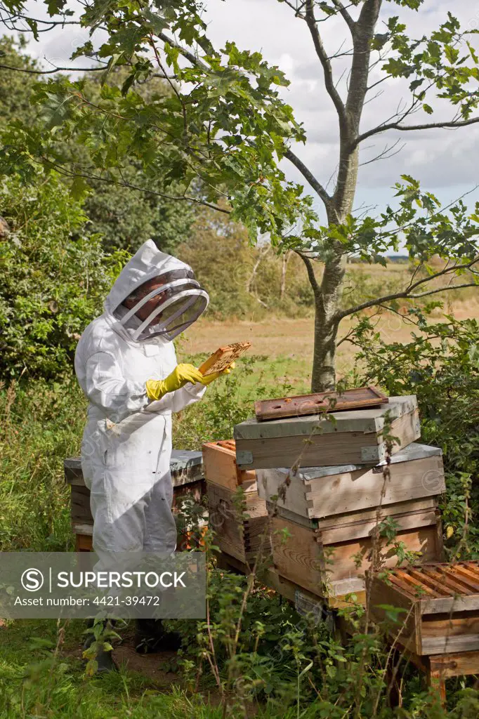 Bee keeping, beekeeper inspecting Western Honey Bee (Apis mellifera) workers, on frame from hive, Suffolk, England, september