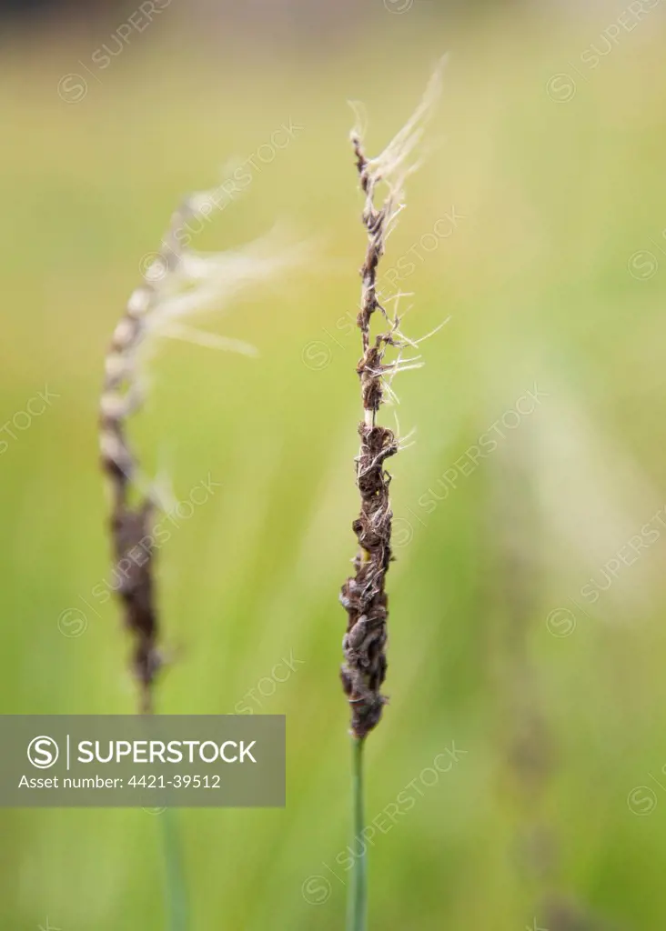 Barley (Hordeum vulgare) close-up of ears, infected with Loose Smut (Ustilago nuda f.sp.hordei) fungal disease, Lincolnshire, England, june
