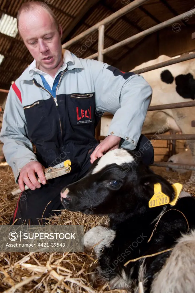 Cattle farming, farmer putting ear identification tag in ears of young calf, England, march