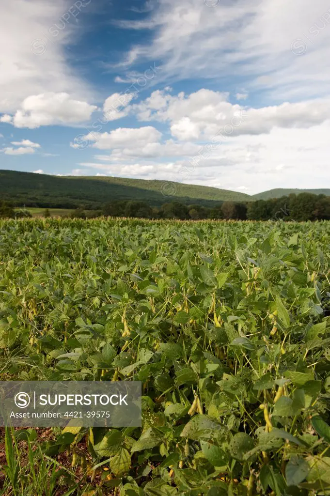 Soya Bean (Glycine max) crop, growing in field, Pennsylvania, U.S.A., august