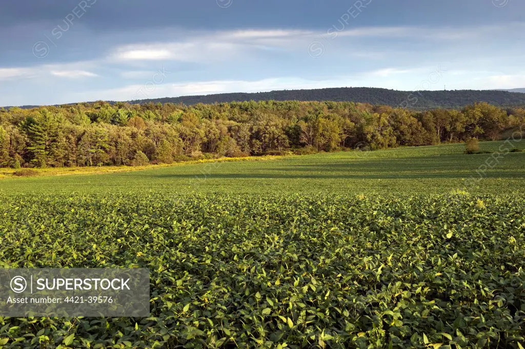 Soya Bean (Glycine max) crop, field in evening sunlight, Pennsylvania, U.S.A., august