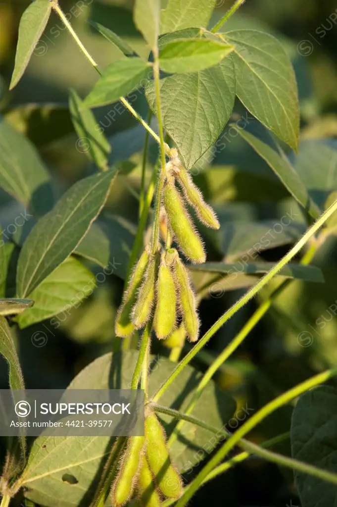 Soya Bean (Glycine max) crop, close-up of pods on plant, Pennsylvania, U.S.A., august