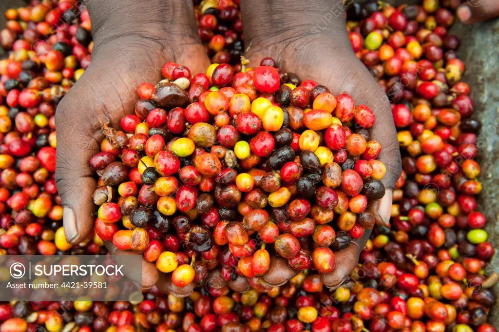 Coffee (Coffea sp.) crop, farmer holding unshelled coffee beans, Rwanda