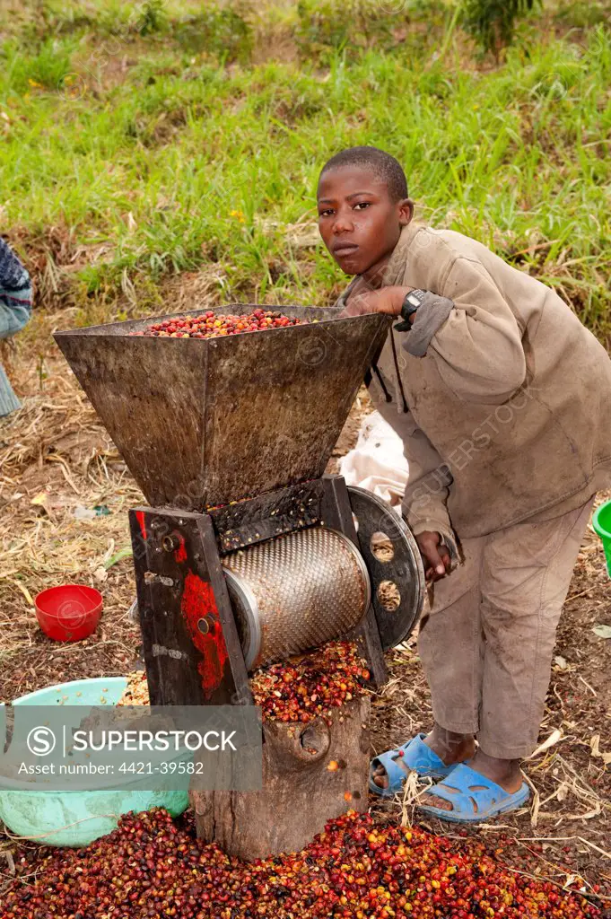 Coffee (Coffea sp.) crop, child shelling coffee beans using hand powered mill, Rwanda