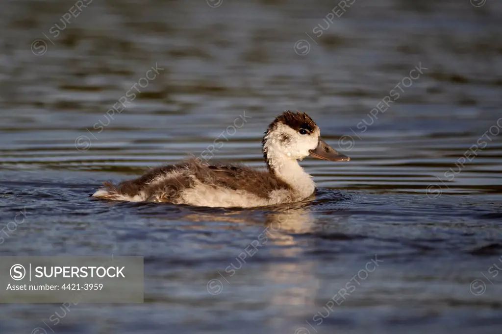 Common Shelduck (Tadorna tadorna) duckling, swimming, Midlands, England, june