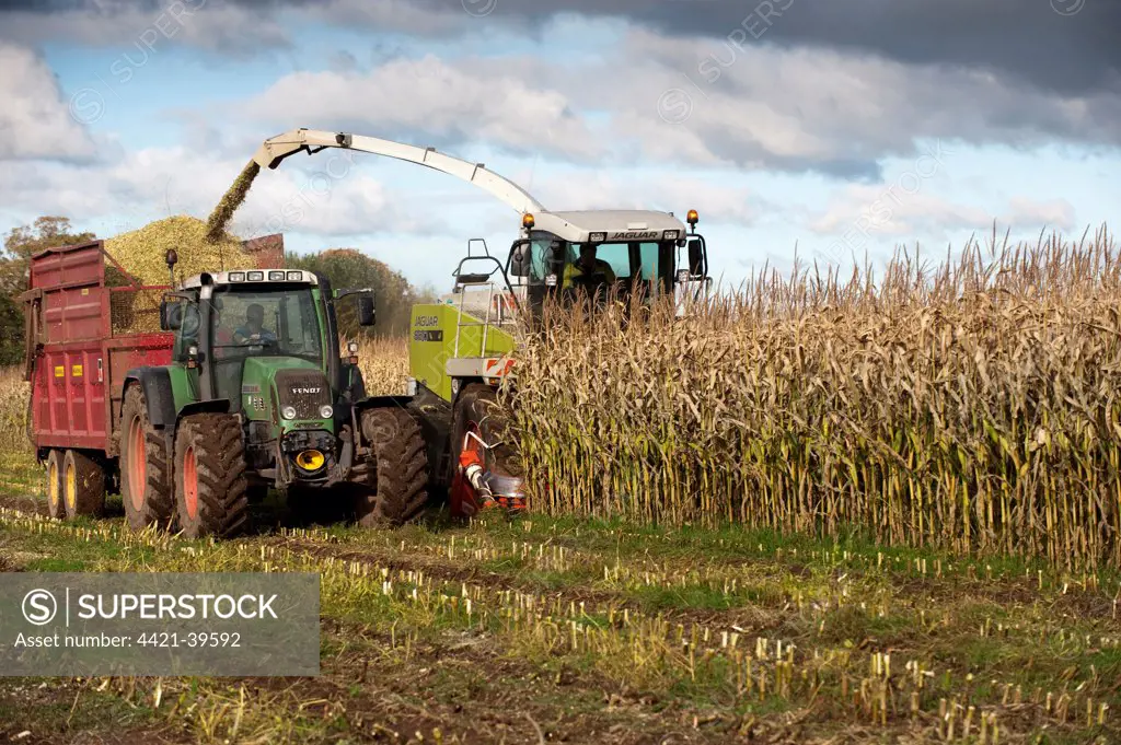 Maize (Zea mays) crop, Claas 890 self-propelled forage harvester, harvesting silage, loading tractor and trailer, England