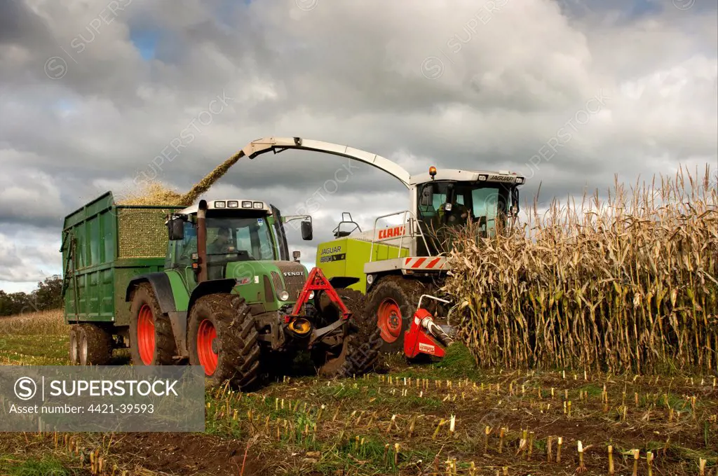 Maize (Zea mays) crop, Claas 890 self-propelled forage harvester, harvesting silage, loading tractor and trailer, England