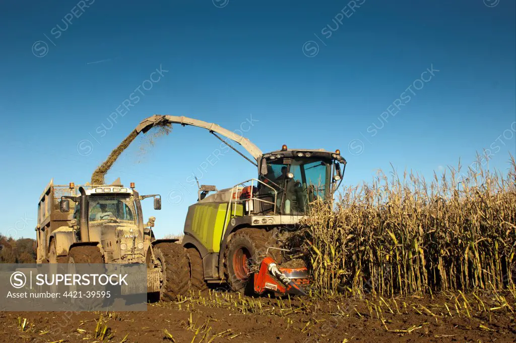 Maize (Zea mays) crop, Claas 970 self-propelled forage harvester, harvesting silage, loading tractor and trailer, England