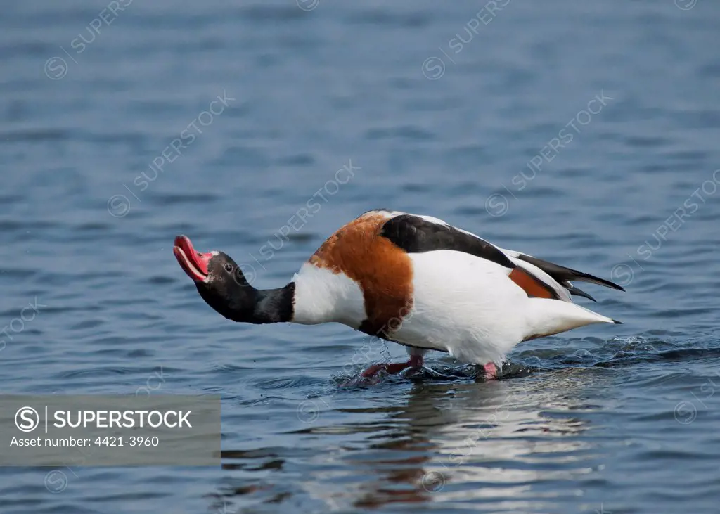 Common Shelduck (Tadorna tadorna) adult female, in aggressive posture towards rival, standing in shallow water, Chichester Harbour, West Sussex, England, march