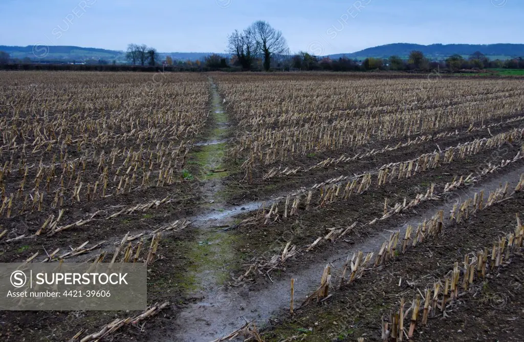 Maize (Zea mays) crop, harvested field with footpath, Slimbridge, Gloucestershire, England, january