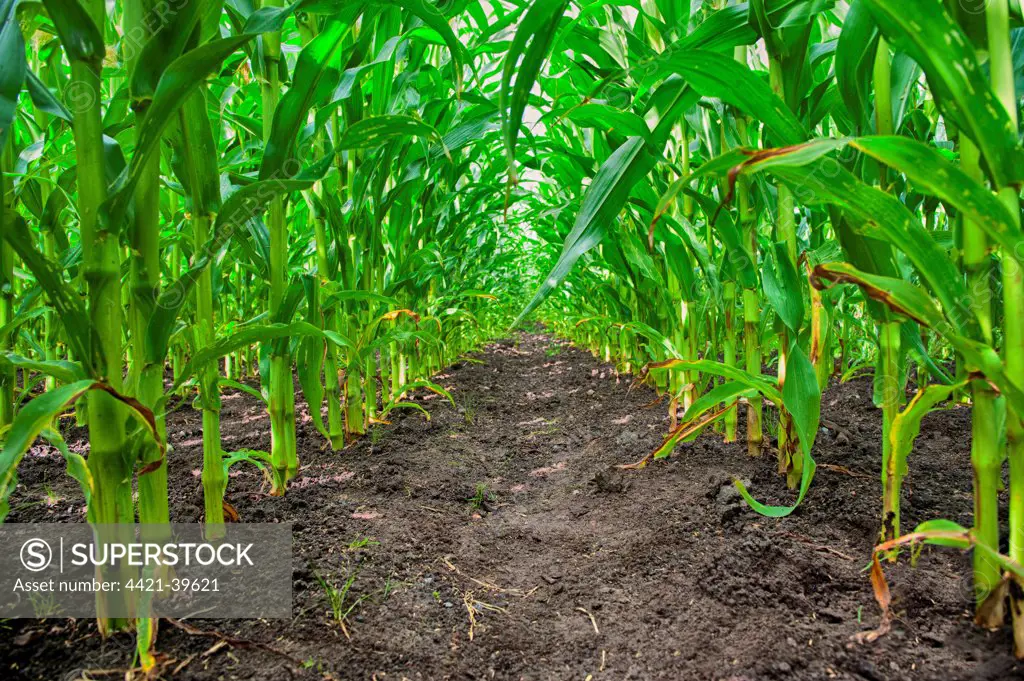Maize (Zea mays) forage crop, grown for dairy cows, Salmesbury, Lancashire, England, August