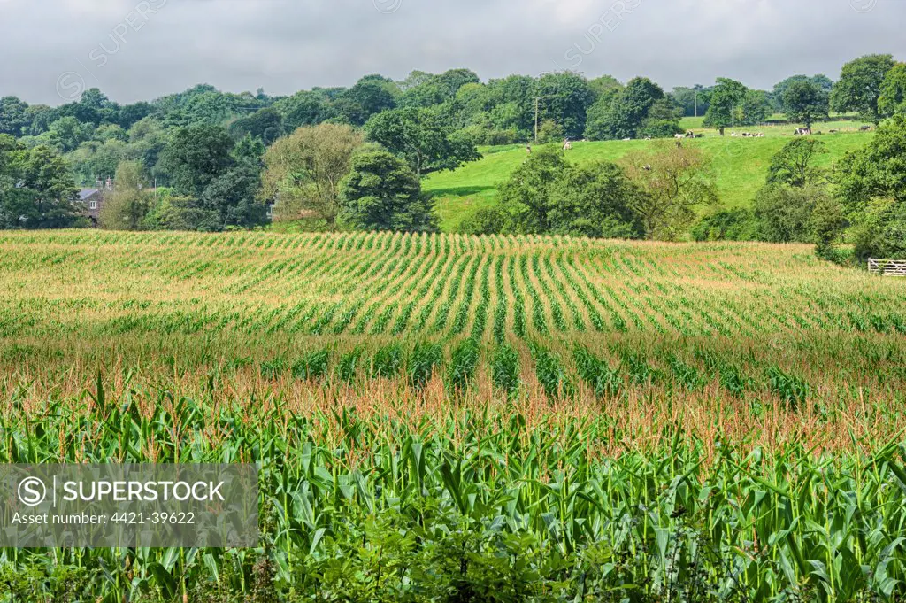 Maize (Zea mays) forage crop, grown for dairy cows, Salmesbury, Lancashire, England, August