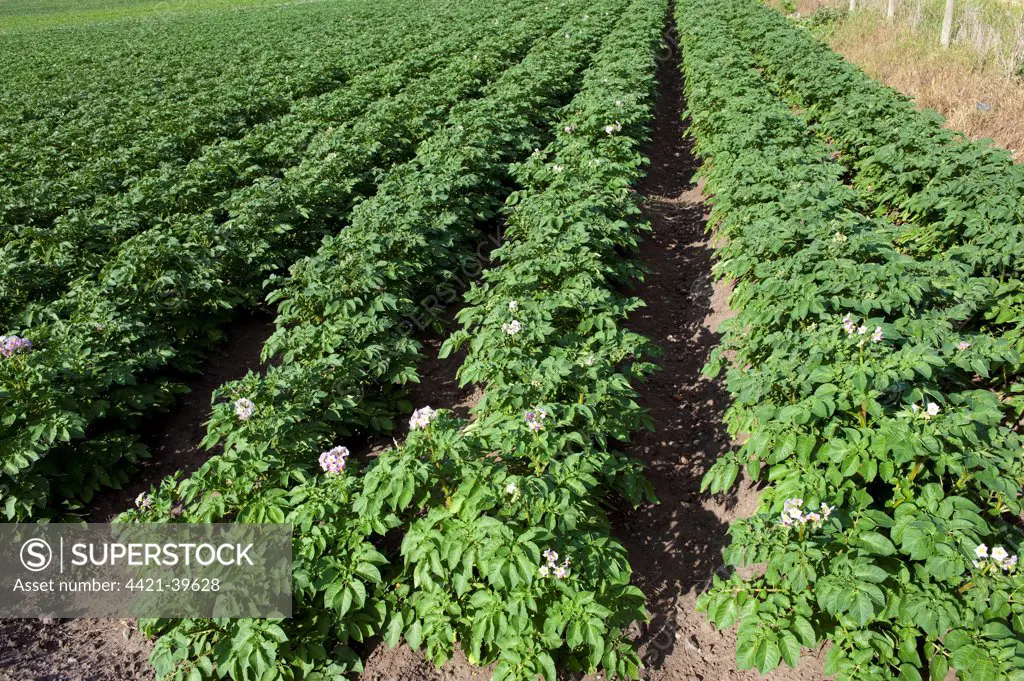 Potato (Solanum tuberosum) crop, rows at early flowering stage, England, july