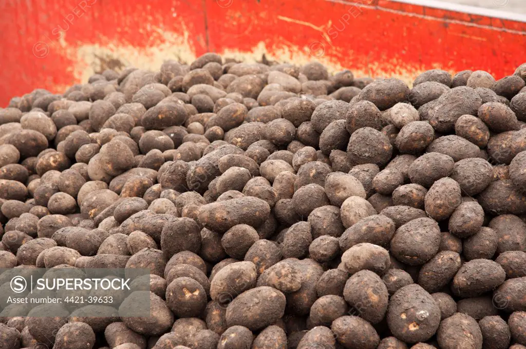 Potato (Solanum tuberosum) crop, loading harvested tubers on trailer ready for sorting, Ormskirk, Lancashire, England, march