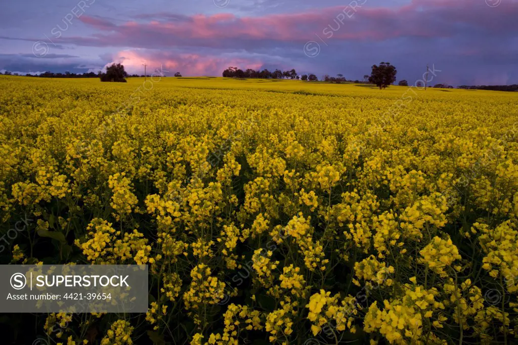 Oilseed Rape (Brassica napus) crop, flowering field at sunset, near Narrogin, Western Australia, Australia
