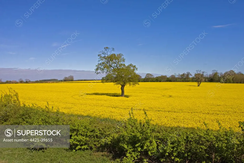 Oilseed Rape (Brassica napus) flowering crop, with trees in field, Norfolk, England, may