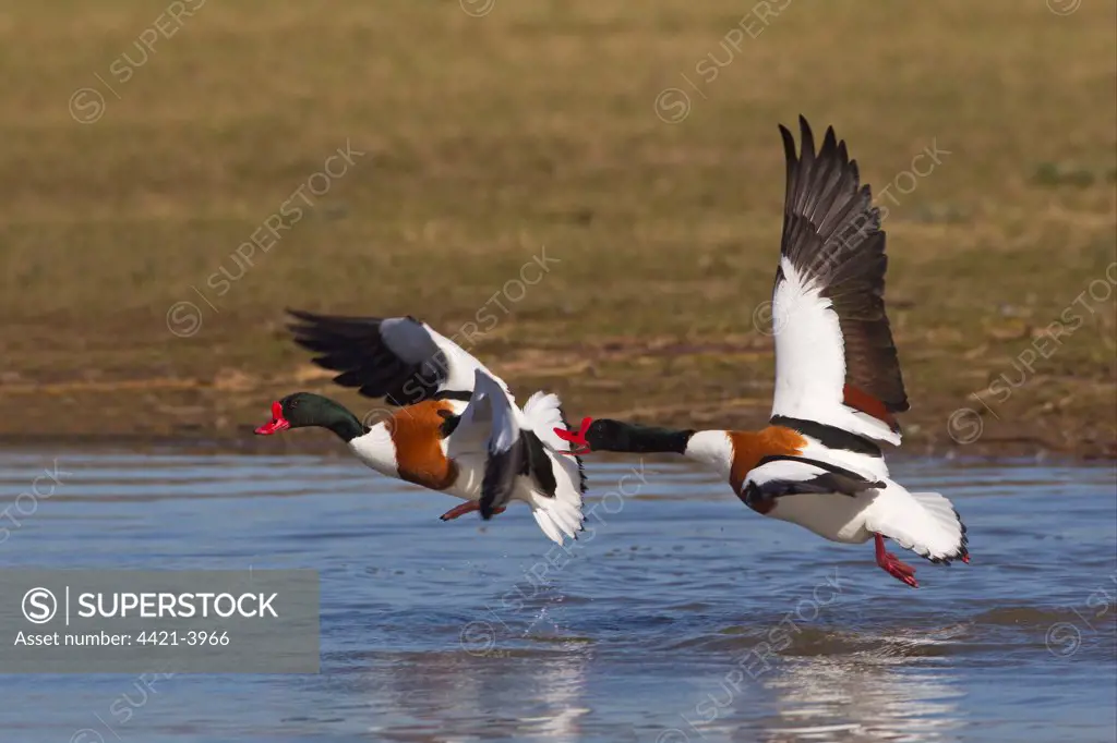 Common Shelduck (Tadorna tadorna) two adult males, in flight, aggressively chasing rival across water, Slimbridge, Gloucestershire, England, march