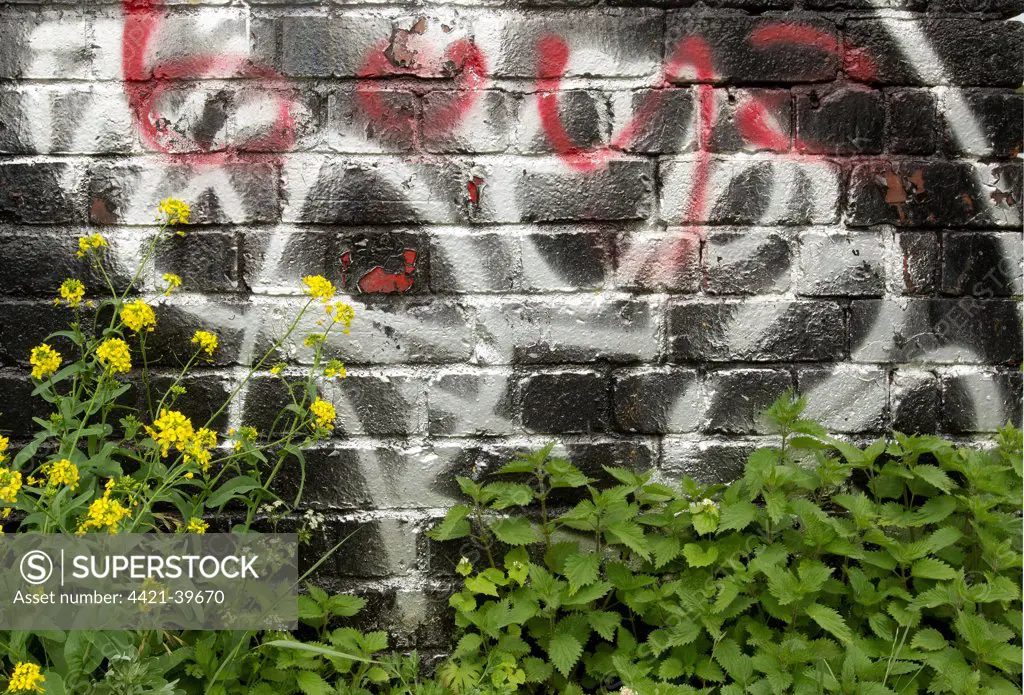 Oilseed Rape (Brassica napus) naturalised escapee, flowering, growing with Stinging Nettle (Urtica dioica) beside graffiti covered wall in city centre, Sheffield, South Yorkshire, England, may
