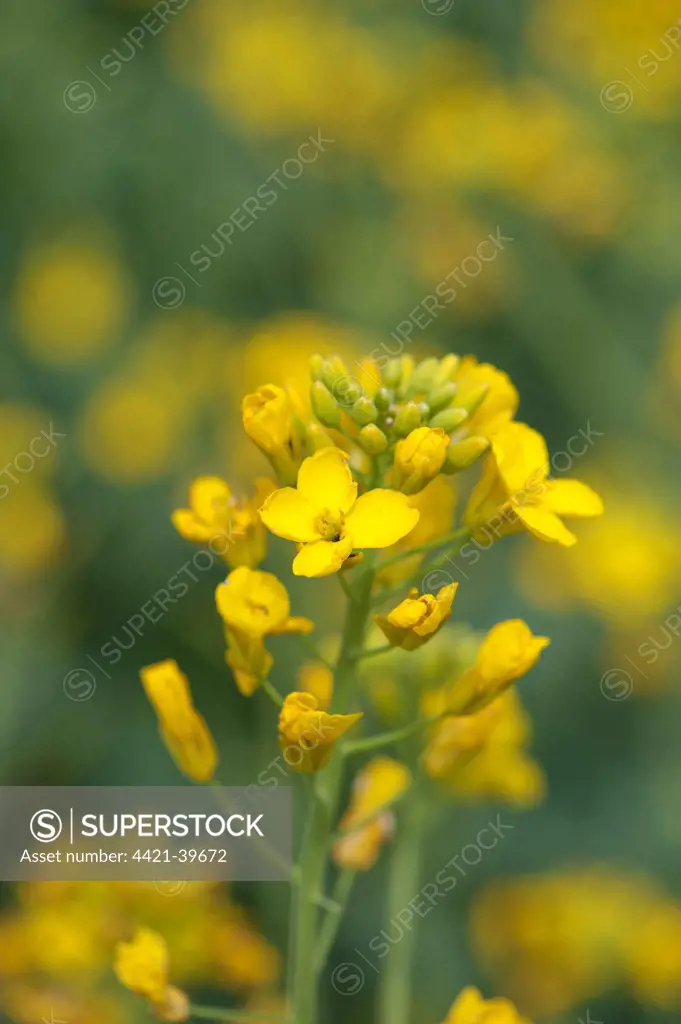 Oilseed Rape (Brassica napus) crop, close-up of flowers, Lincolnshire, England, june