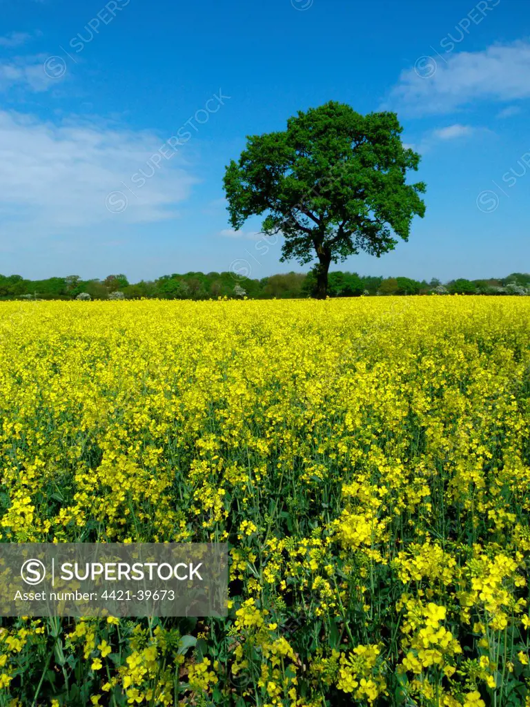 Oilseed Rape (Brassica napus) crop, flowering in field, Leicestershire, England, may