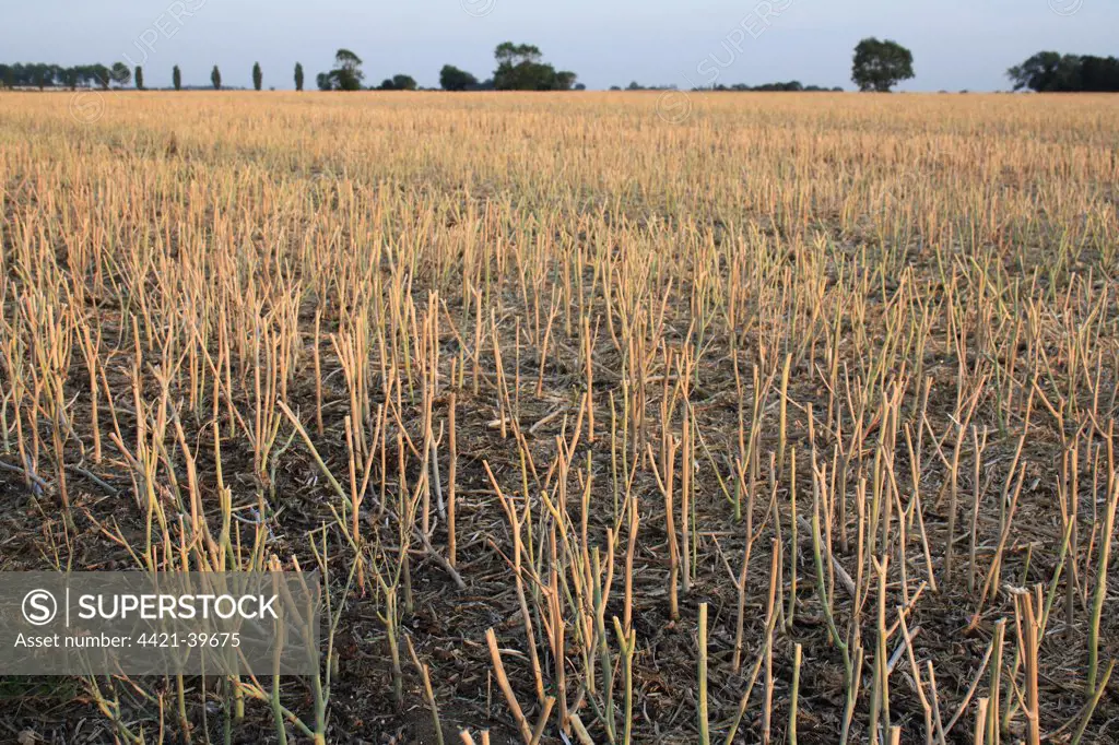 Oilseed Rape (Brassica napus) crop, stubble in harvested field, Bacton, Suffolk, England, august