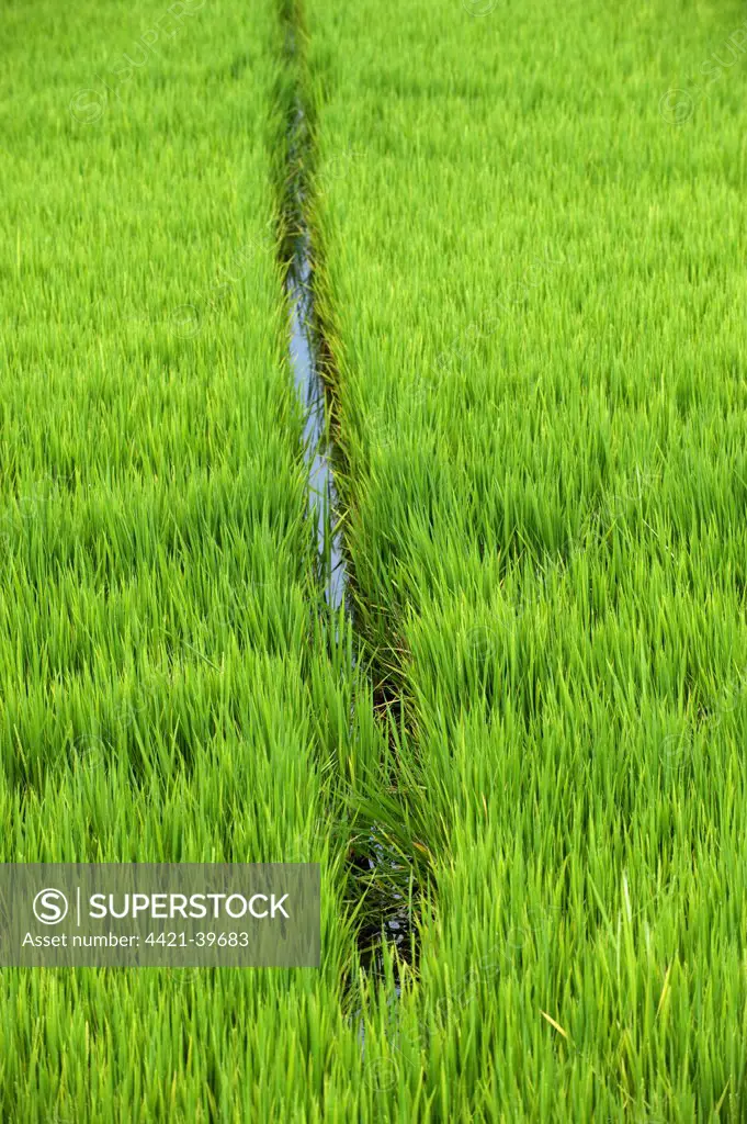 Rice (Oryza sativa) crop, growing in field with drainage, Northern Italy