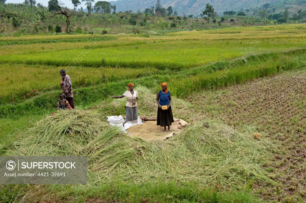 Rice (Oryza sativa) crop, woman in paddyfield with newly harvested and threshed grain, Rwanda