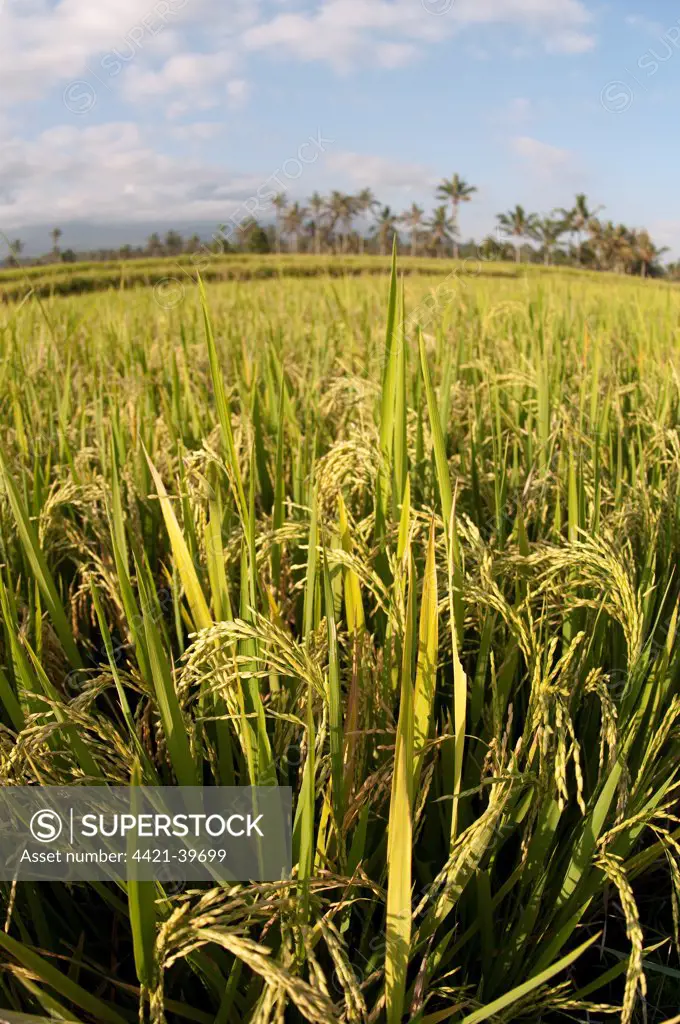 Rice (Oryza sativa) crop, seedheads in paddyfield, near Mount Ijen, East Java, Indonesia