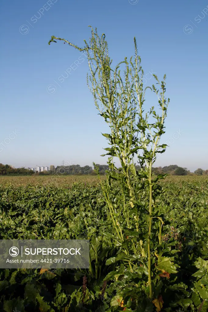 Sugar Beet (Beta vulgaris) crop, 'bolting' and flowering in field, Bacton, Suffolk, England, october